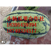 金城5号西瓜,10斤打底
