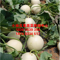 大荔县甜瓜收购,瓜圆玉润,味美甘甜 