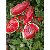 金城5号瓜,多汁肉厚