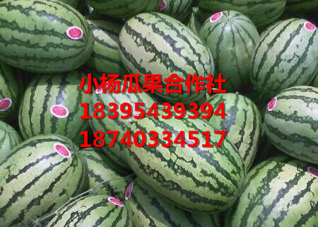 大荔县西瓜出售,批量供应无籽西瓜 
