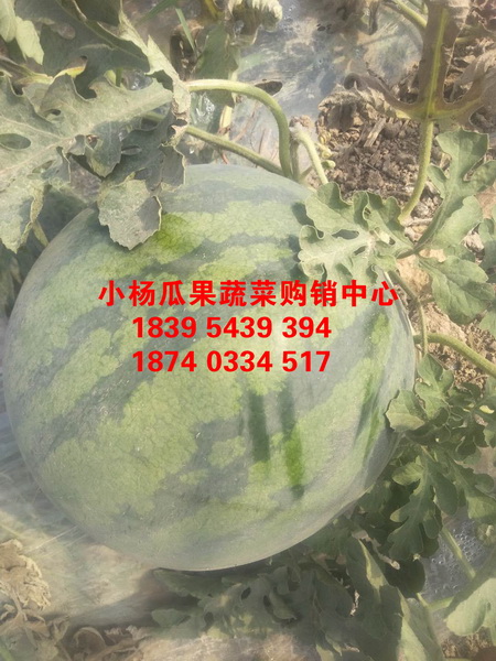 大荔县花无籽收购 