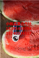 大荔县西瓜收购，甘甜皮薄 