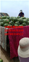 大荔县西瓜代办，皮薄多汁 