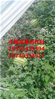 无籽西瓜代办收购 
