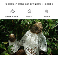 竹荪供应商