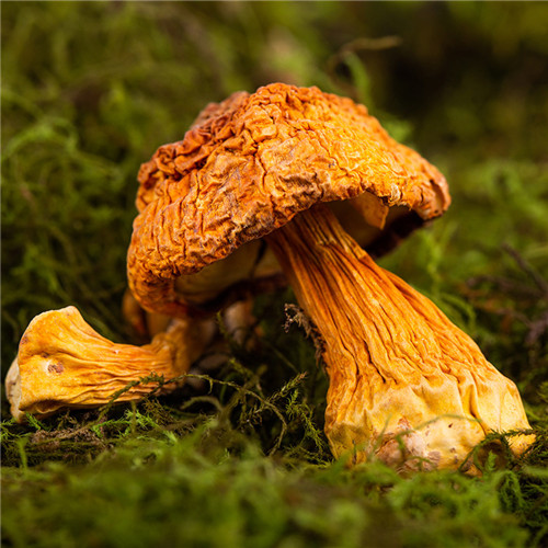 江苏菌汤包价格