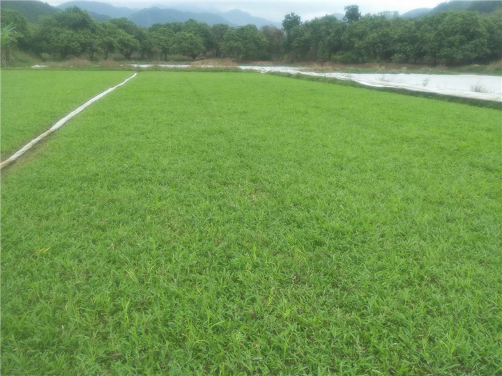 广西草皮-南宁草皮