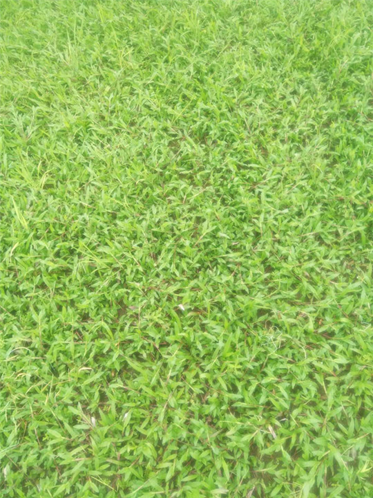 广西草皮-南宁草皮