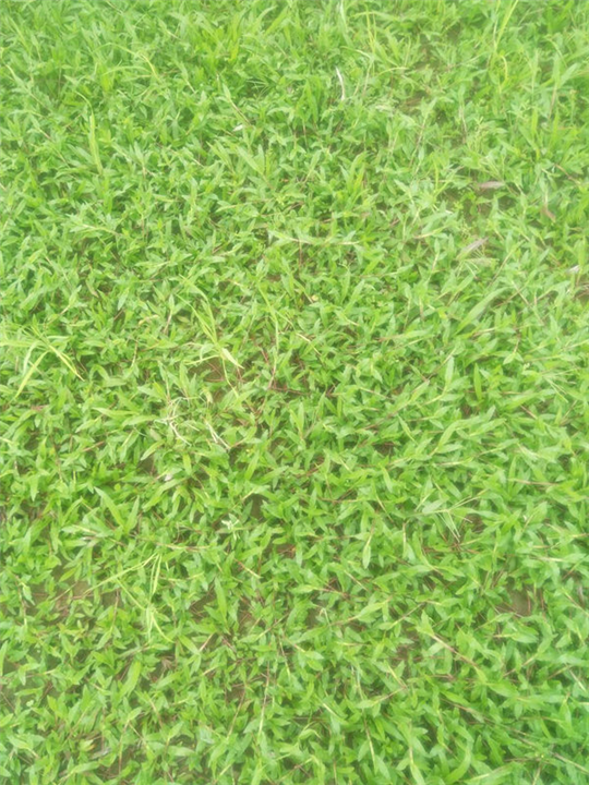 广西草皮-南宁草皮