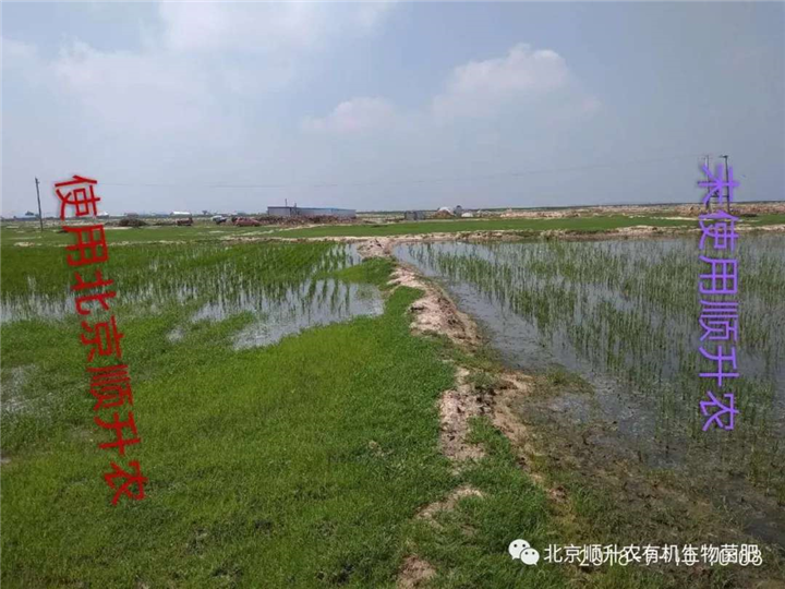 水稻 