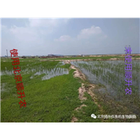 水稻