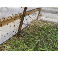 蚂蚱养殖技术培训【河北蚂蚱养殖技术培训电话】 