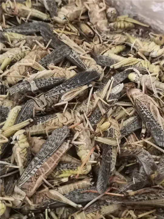 【沧州冷冻蚂蚱批发中心@冷冻蚂蚱批发市场@冷冻蚂蚱全国包邮】 