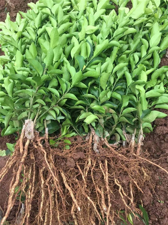 四川金秋砂糖橘苗 
