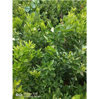 四川不知火苗（丑柑苗） 
