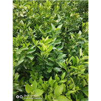 四川不知火苗（丑柑苗） 