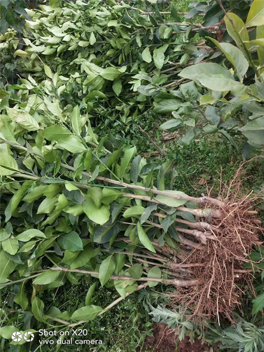 四川柠檬苗