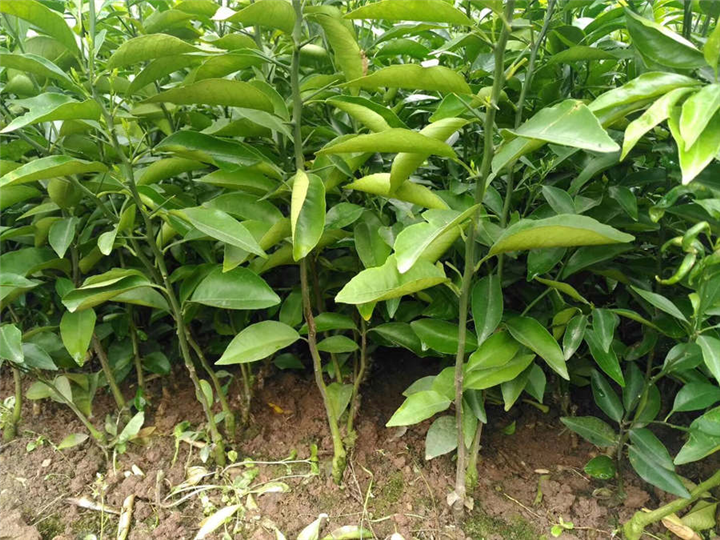 四川无核沃柑苗