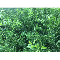 四川大雅柑苗 