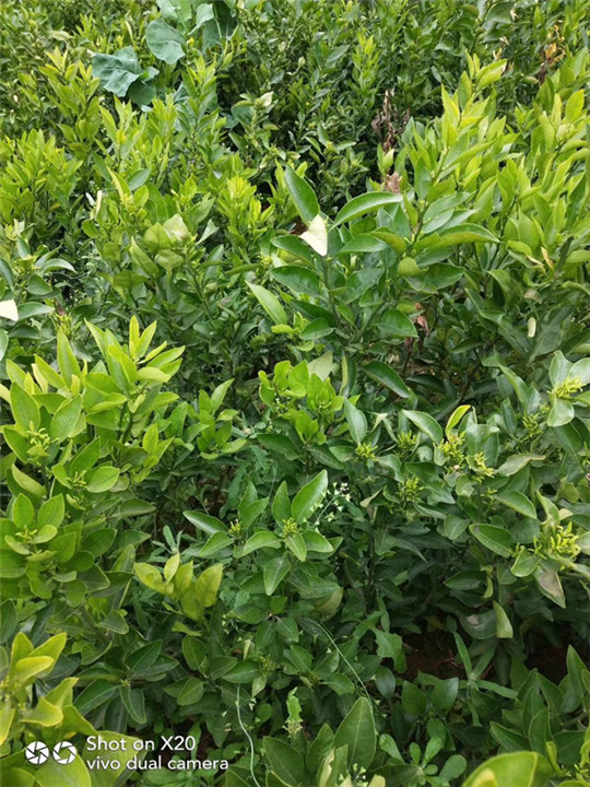 四川不知火苗（丑柑苗） 