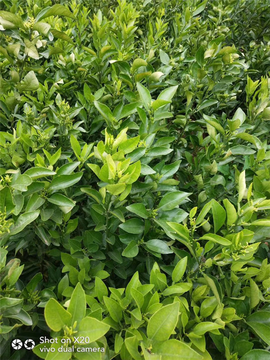 四川不知火苗（丑柑苗） 