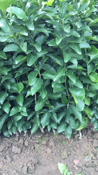 四川金秋砂糖橘苗 