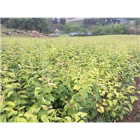 四川黄金梨树苗 