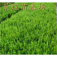 合肥小叶黄杨种植基地哪家好