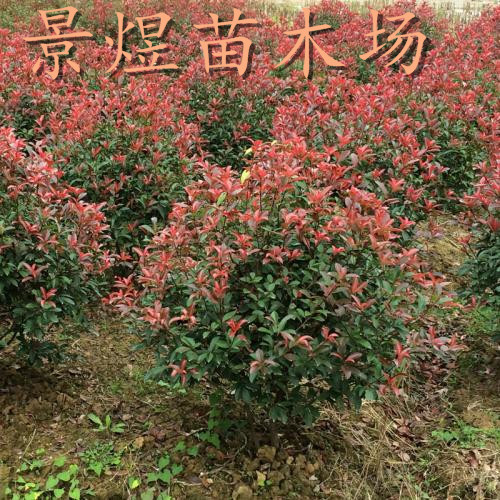 广州红叶石楠批发价格