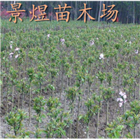 常德樱花种植基地哪家好？