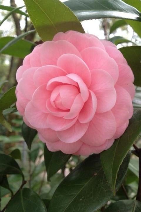 长沙茶花苗木批发