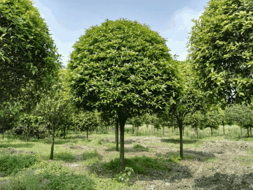 深圳八月桂苗木供应