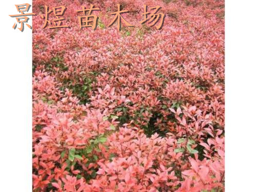 永州红叶石楠苗木供应