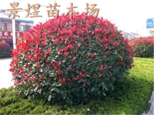 郴州红叶石楠批发价格