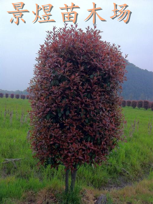 深圳红叶石楠批发价格