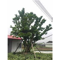 广东法国冬青￥中山法国冬青