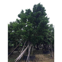 广东法国冬青￥中山法国冬青