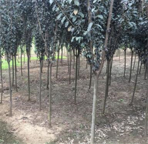 贵州8公分紫叶李批发价格 