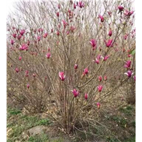 天津5公分紫玉兰种植基地价格 