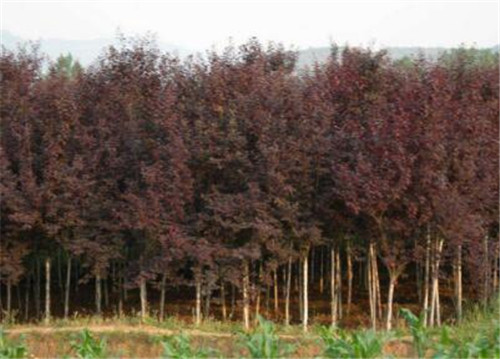 湖南5公分紫叶李种植基地价格 