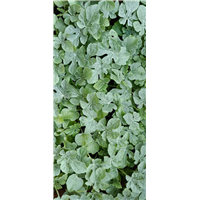 西农八号种植电话
