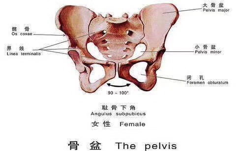广州日式正骨|广州活细胞丰胸
