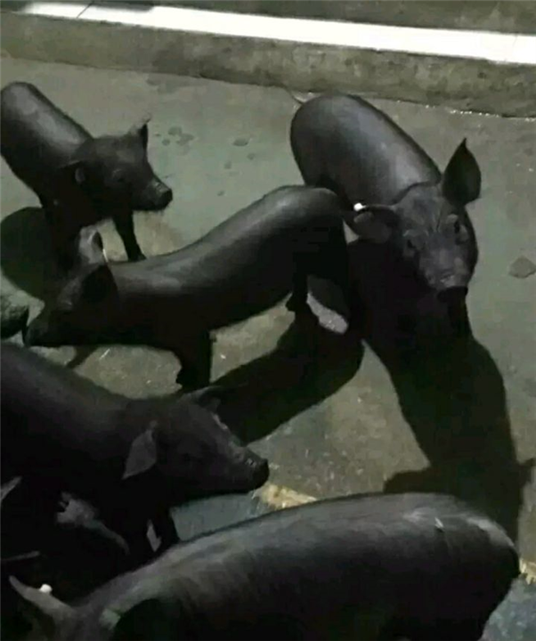 优质黑色乳猪 
