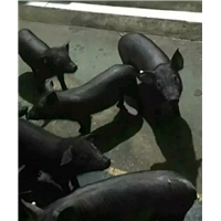 优质黑色乳猪 