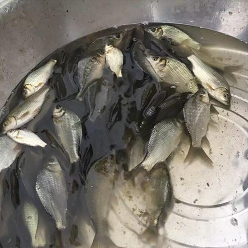 鲫鱼批发、量大价优！ 