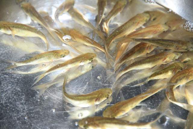 湖北花鲢鱼苗 