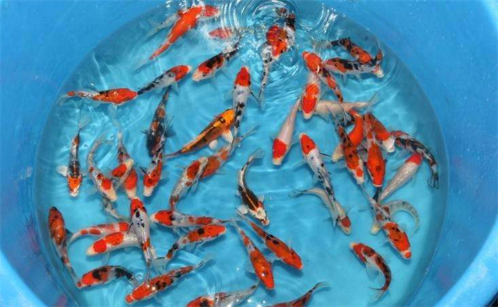锦鲤鱼苗批发、量大价优！ 