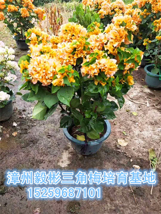鸡蛋黄三角梅 