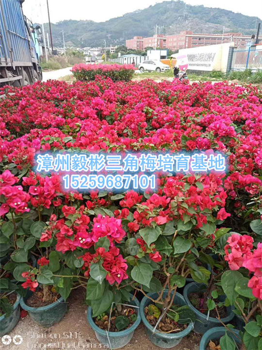 三角梅  同安红 