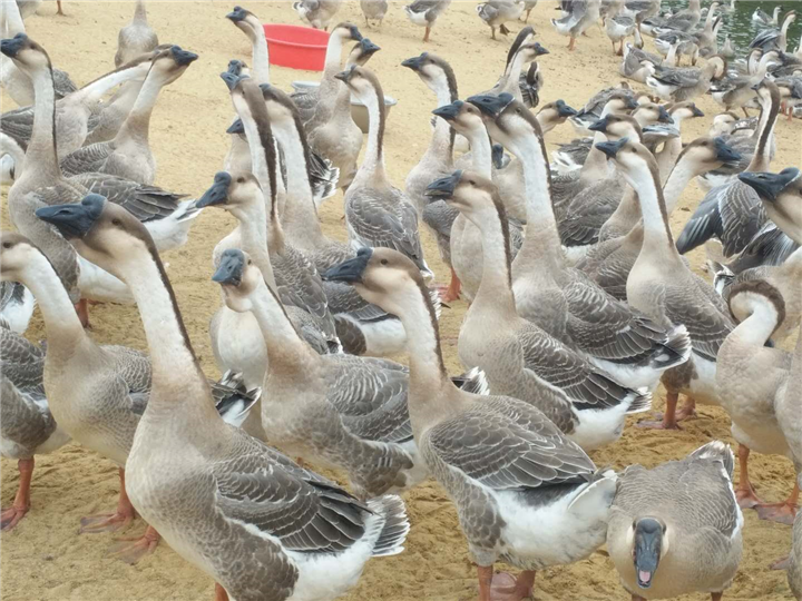 阳江大白沙鹅苗价格 